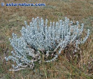 Gnaphalium - Santolina maritima - глистогон